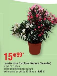 Laurier Rose Tricolore (Nerium Oleander) offre à 15,99€ sur Cora