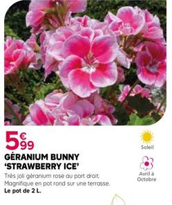 Géranium Bunny 'strawberry Ice' offre à 5,99€ sur Kiriel