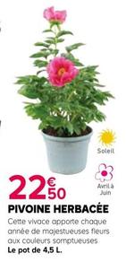 Plantes à fleurs offre à 22,5€ sur Kiriel