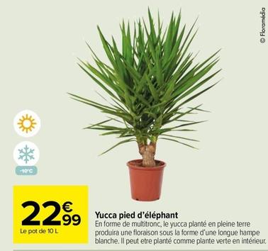 Yucca Pied D'Éléphant offre à 22,99€ sur Carrefour Market