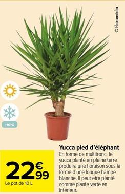 Yucca Pied D'Éléphant offre à 22,99€ sur Carrefour Market