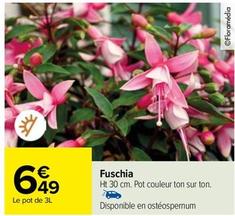 Fuschia offre à 6,49€ sur Carrefour