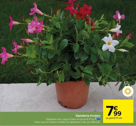 Dipladenia Tricolore offre à 7,99€ sur Carrefour