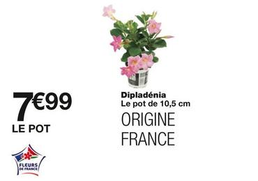  Dipladénia  offre à 7,99€ sur Monoprix