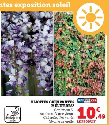 Plantes Grimpantes Mélifères offre à 10,49€ sur Hyper U