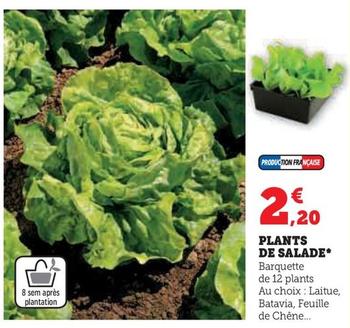 Plants De Salade offre à 2,2€ sur Super U
