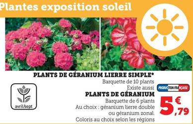 Plants De Géranium Lierre Simple offre à 5,79€ sur Super U