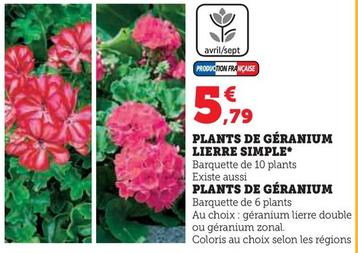 Plantes De Geranium Lierre Simple  offre à 5,79€ sur Super U