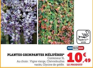 Plantes Grimpantes Meliferes  offre à 10,49€ sur Super U