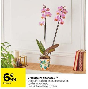 Orchidée Phalaenopsis offre à 6,99€ sur Carrefour Drive