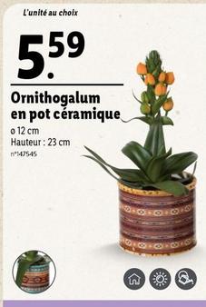 Ornithogalum En Pot Céramique offre à 5,59€ sur Lidl