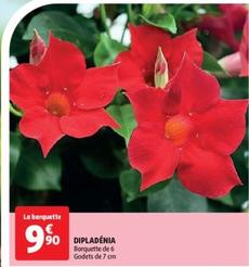 Dipladenia offre à 9,9€ sur Auchan Hypermarché