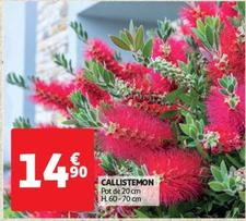 Callistemon