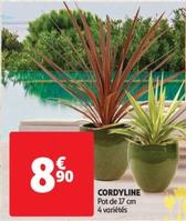 Cordyline