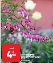 Coeur De Marie (dicentra Spectabilis)