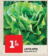 Laitue Appia