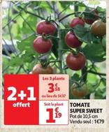 tomate super sweet