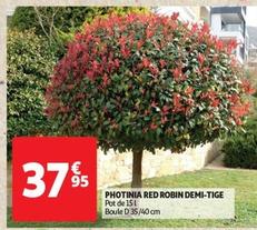 photinia red robin demi-tige