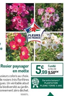 Roses offre à 5,99€ sur Botanic