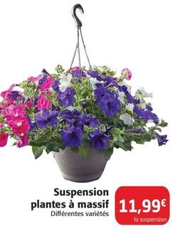 Suspension Plantes À Massif offre à 11,99€ sur Colruyt