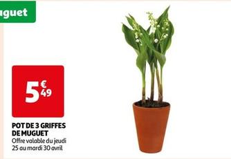 Pot De 3 Griffes De Muguet  offre à 5,49€ sur Auchan Hypermarché