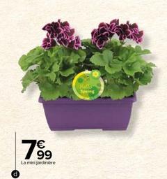 Mini Jardinière Fleurie offre à 7,99€ sur Carrefour