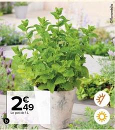 Plantes Aromatiques offre à 2,49€ sur Carrefour