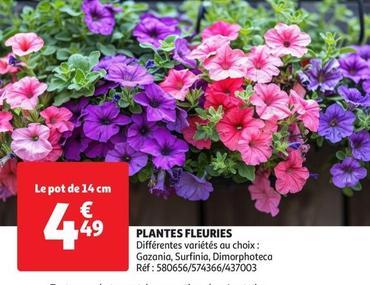Plantes Fleuries offre à 4,49€ sur Auchan Hypermarché