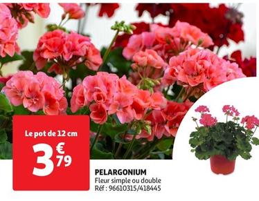 Pelargonium offre à 3,79€ sur Auchan Hypermarché