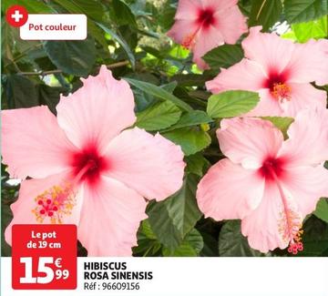 hibiscus rosa sinensis