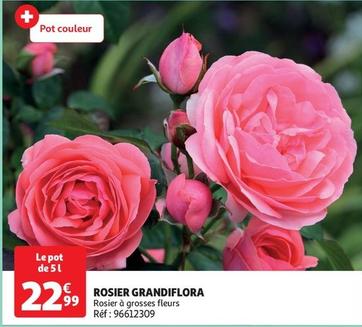 rosier grandiflora