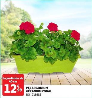 pelargonium geranium zonal