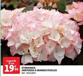 Hydrangea Hortensia À Grandes Feuilles