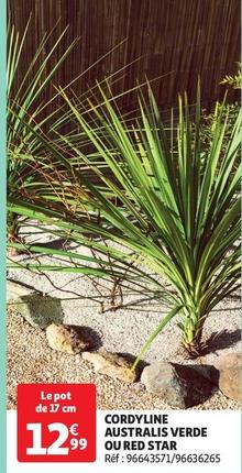 cordyline australis verde