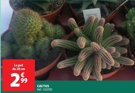 cactus