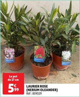 Laurier Rose (Nerium Oleander) offre à 5,99€ sur Auchan Hypermarché