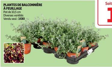 Plantes De Balconnière À Feuillage offre à 1,8€ sur Auchan Hypermarché