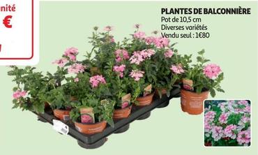 Plantes De Balconnière offre à 1,8€ sur Auchan Hypermarché