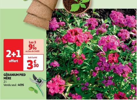 Géranium Pied Mère offre à 4,95€ sur Auchan Hypermarché