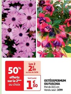 Ostéospermum Ou Fuschia offre à 1,99€ sur Auchan Hypermarché