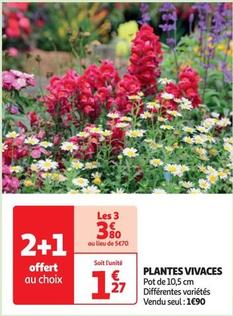 Plantes Vivaces offre à 1,9€ sur Auchan Hypermarché