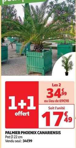 Palmier Phoenix Canariensis offre à 34,99€ sur Auchan Hypermarché