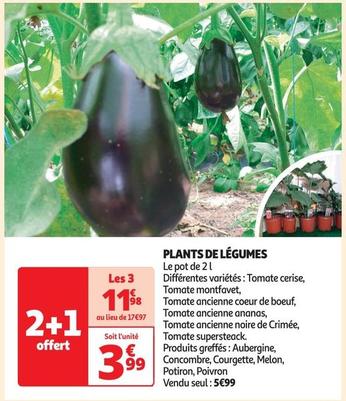 plants de légumes