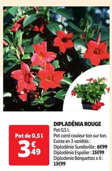 dipladénia rouge