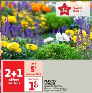 Plantes Vivaces offre à 1,67€ sur Auchan Hypermarché