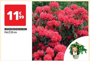 Rhododendron offre à 11,99€ sur Auchan Hypermarché