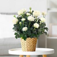 Plantes et arbustes - Rosier Blanc offre à 33,9€ sur Florajet