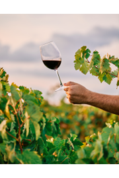 Grands vins de Bourgogne
                                                                    Atelier de dégustation offre à 49€ sur La Vignery