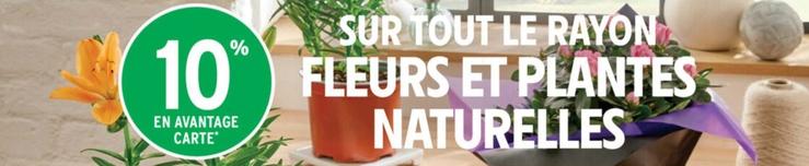 Sur Tout Le Rayon Fleurs Et Plantes Naturelles offre sur Intermarché Contact