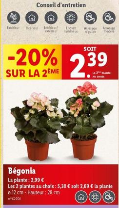 Begonia  offre à 2,39€ sur Lidl